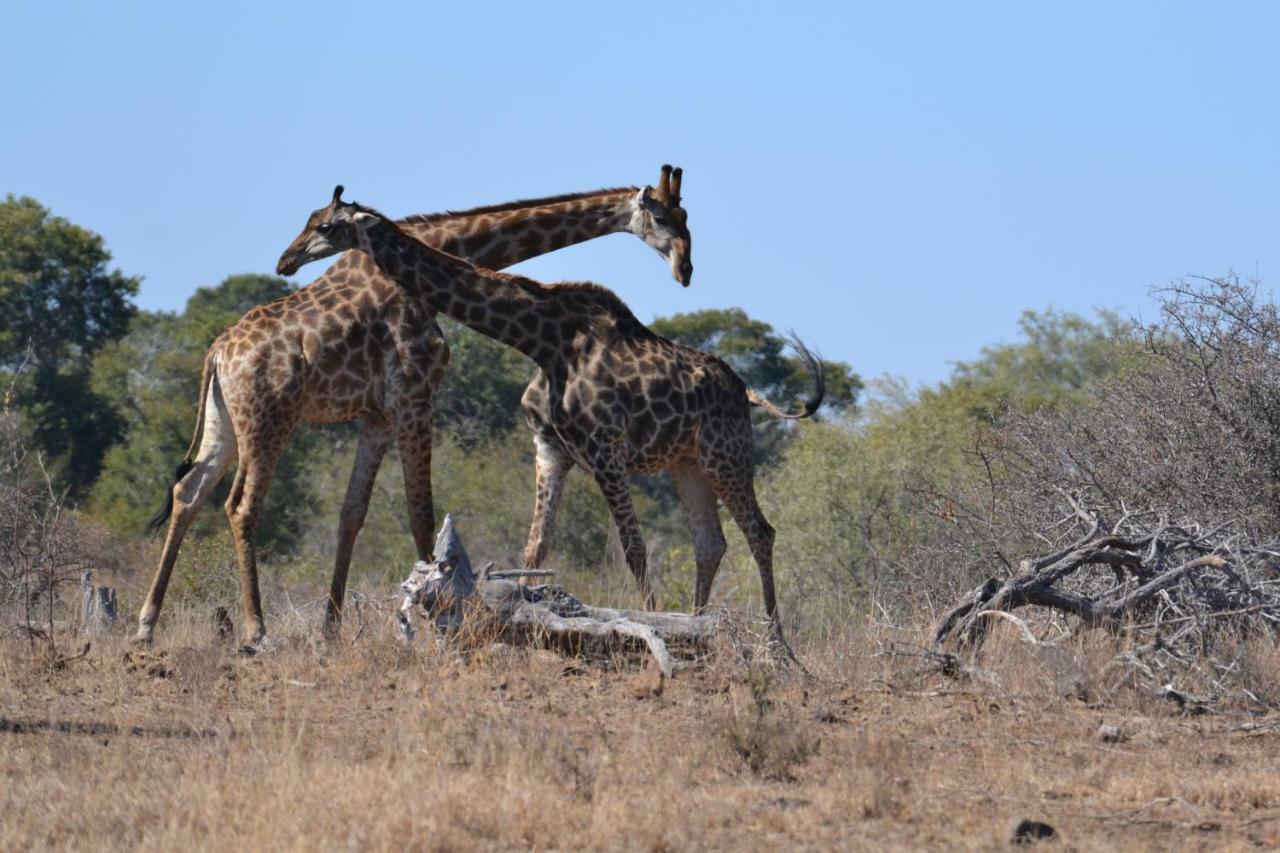 Mzsingitana Tented Camp Hoedspruit Eksteriør bilde