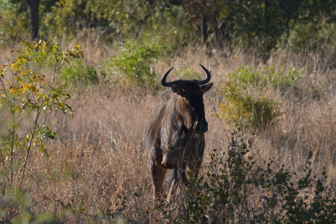 Mzsingitana Tented Camp Hoedspruit Eksteriør bilde