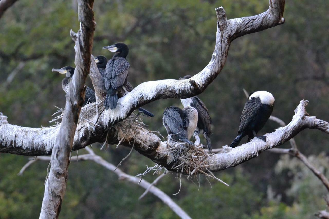 Mzsingitana Tented Camp Hoedspruit Eksteriør bilde