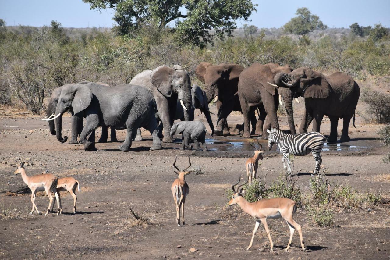 Mzsingitana Tented Camp Hoedspruit Eksteriør bilde