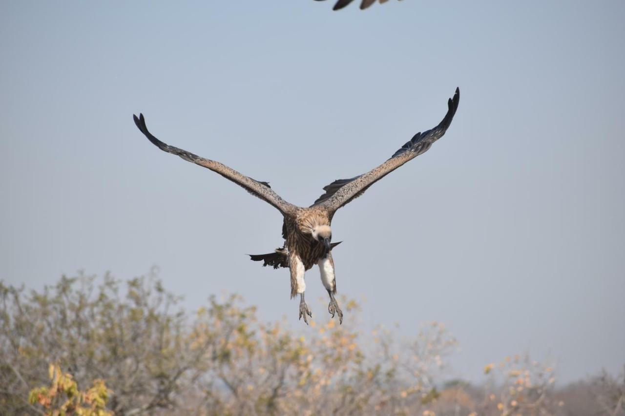 Mzsingitana Tented Camp Hoedspruit Eksteriør bilde
