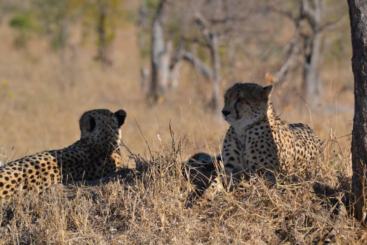 Mzsingitana Tented Camp Hoedspruit Eksteriør bilde